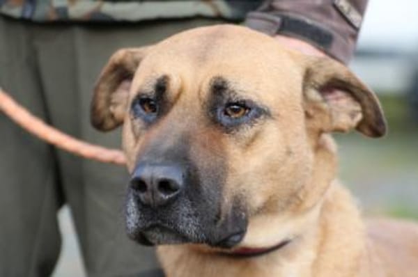 Leela - kinderlieb u. verspielt