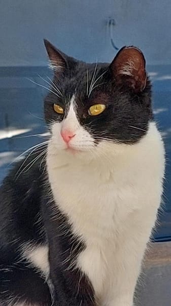 Schmuserin Eleni sucht ihr Glück