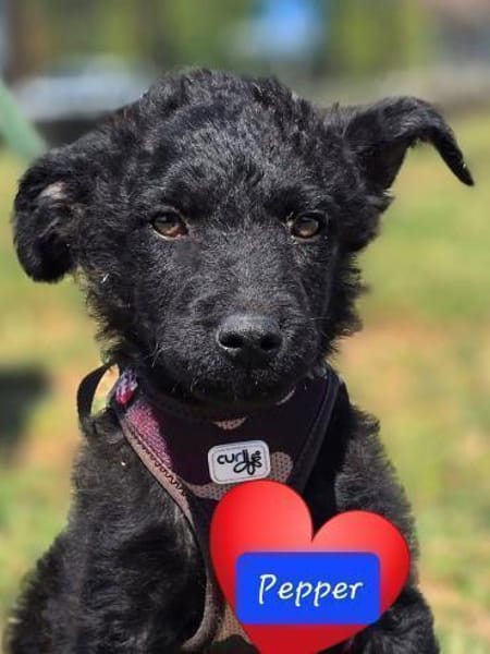 Pepper auf Pflegestelle in Steinfurt
