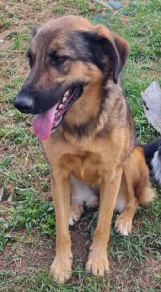 Olina, endlich ein Zuhause haben bitte