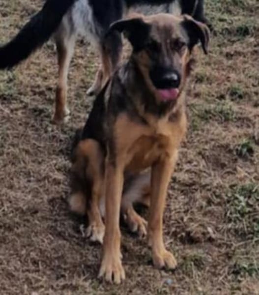 Olina, endlich ein Zuhause haben bitte