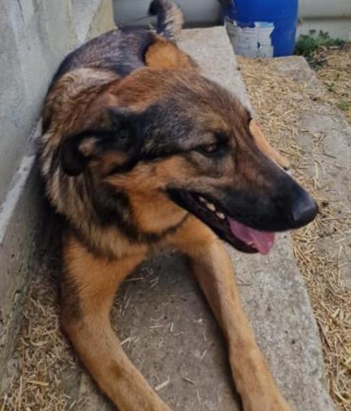 Olina, endlich ein Zuhause haben bitte