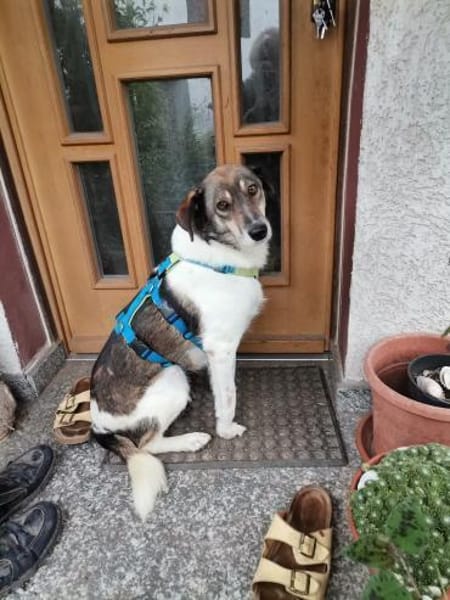 Zauberhafte Fine sucht Zuhause