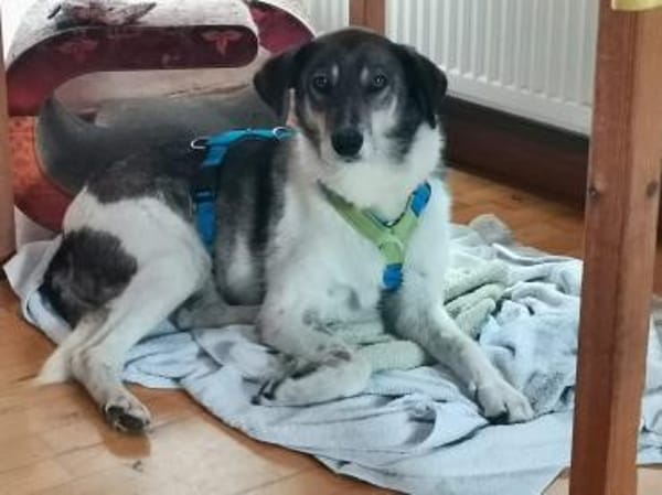 Zauberhafte Fine sucht Zuhause