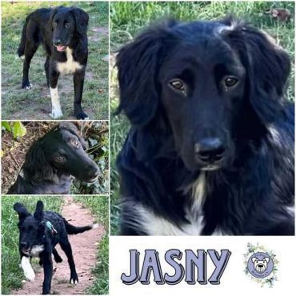 JASNY * freundlich schüchtern