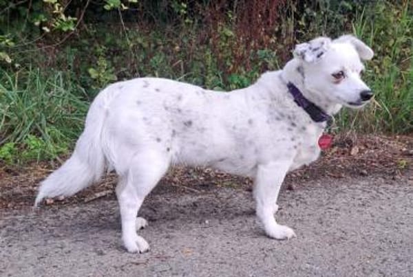 SIMEYA - Goldschatz auf 4 Pfoten 🐾💝