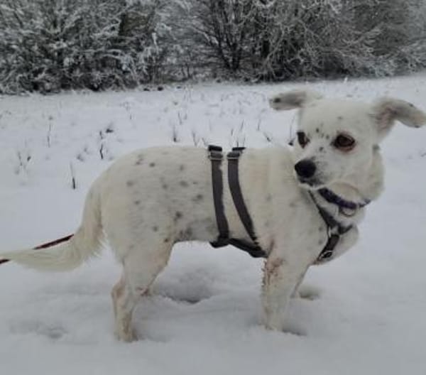 SIMEYA - Goldschatz auf 4 Pfoten 🐾💝