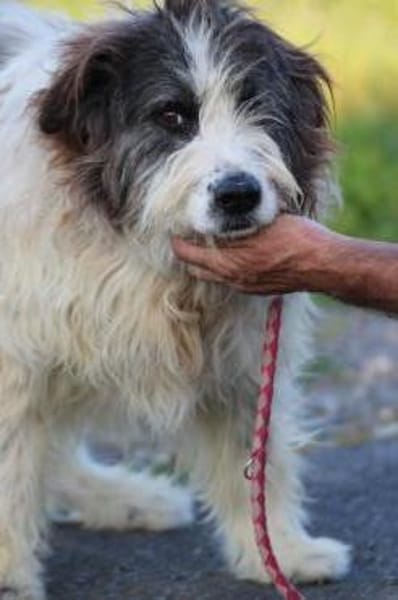 Kyreo - verschmust u. sehr lieb