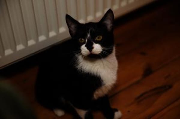 Katzenkind THADDÄUS sucht sein Zuhause!