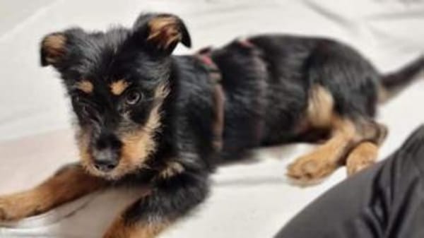 JUSTIN -anhänglich & aktiv-