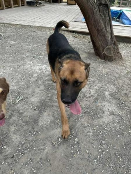 Phoenix (2 Jahre) braucht JETZT ein Zuha