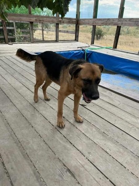 Phoenix (2 Jahre) braucht JETZT ein Zuha