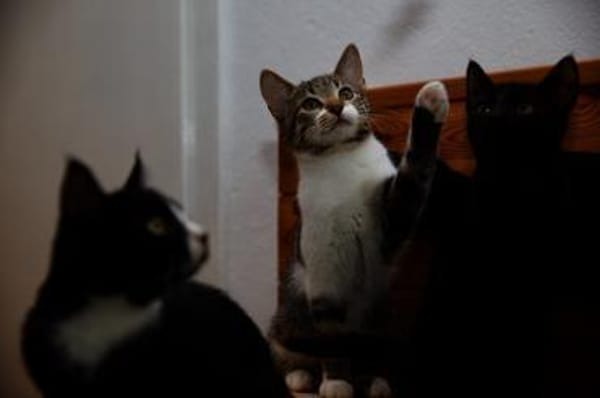 Katzenkind SUKI sucht ihr Zuhause!