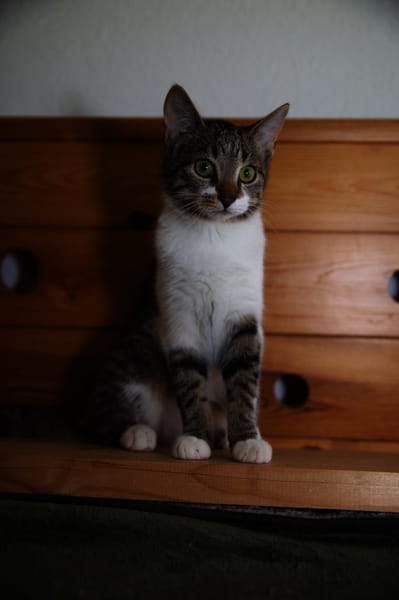 Katzenkind SUKI sucht ihr Zuhause!