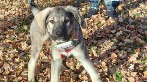 Thelma kleine Abenteurerin sucht Zuhause