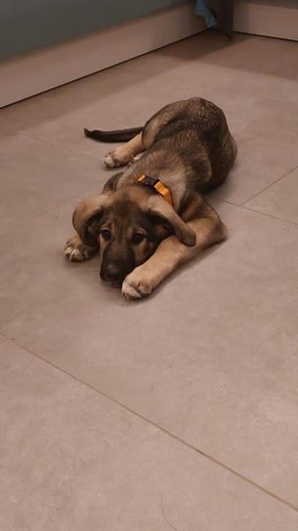 Thelma kleine Abenteurerin sucht Zuhause