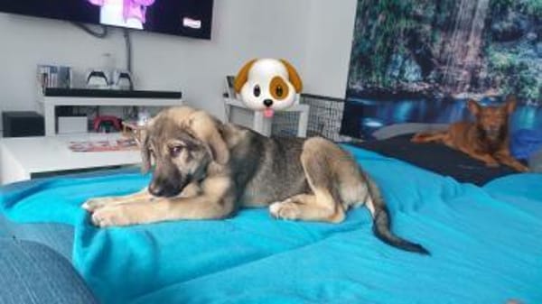 Thelma kleine Abenteurerin sucht Zuhause