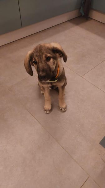 Thelma kleine Abenteurerin sucht Zuhause