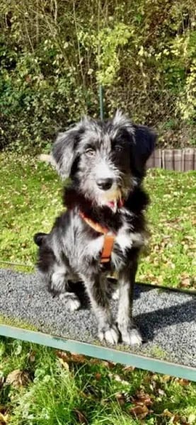 INDIE -lustige Junghündin-