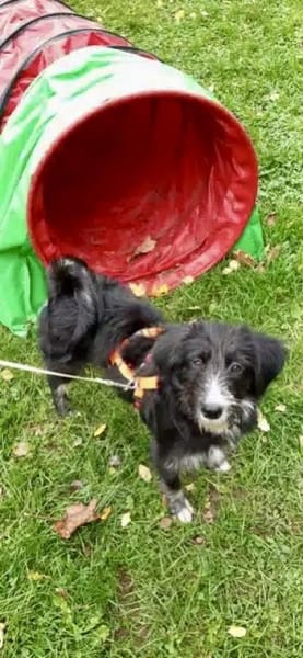 INDIE -lustige Junghündin-