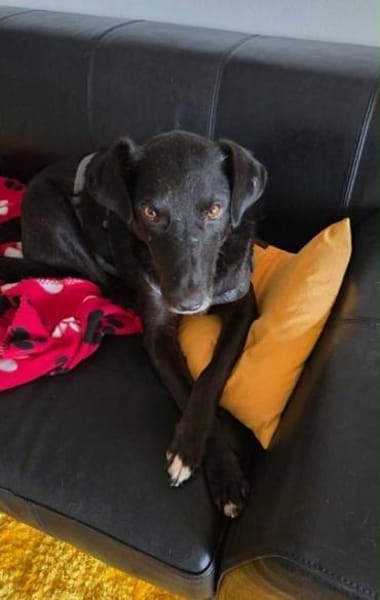 SABINA -ruhig & verschmust-