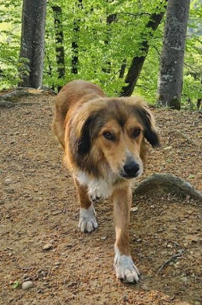 Cliff sucht -seinen Partner-