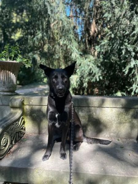 Zeus, ein junger Wilder