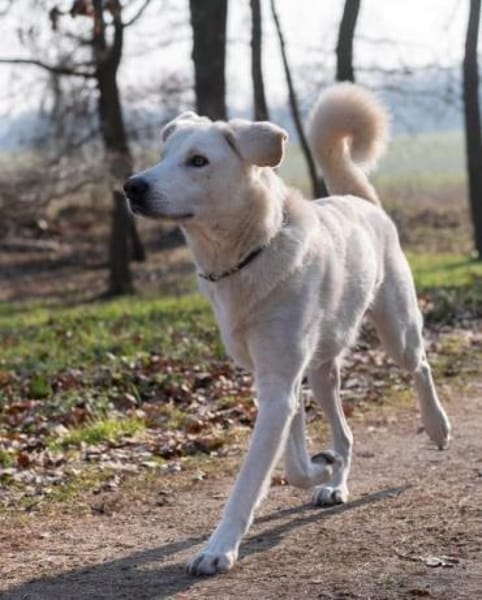 ICE -sucht erfahrenes Zuhause-