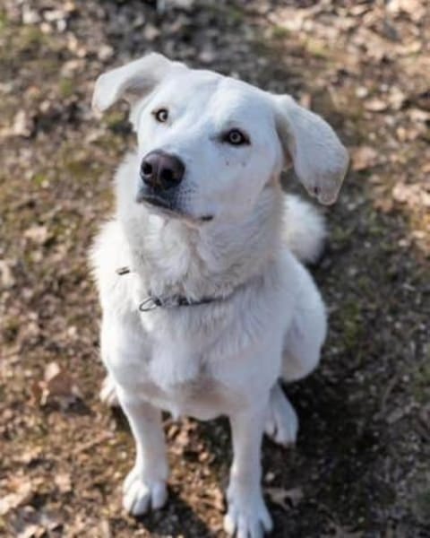 ICE -sucht erfahrenes Zuhause-