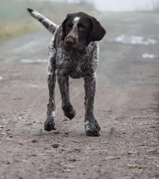 RUFUS -liebt Schweißarbeit-