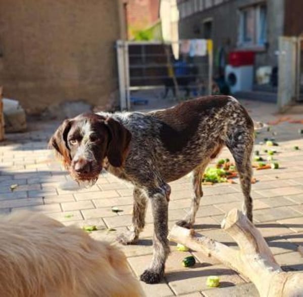 RUFUS -liebt Schweißarbeit-