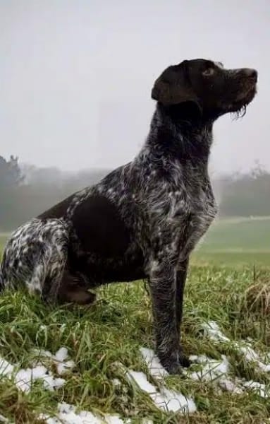 RUFUS -liebt Schweißarbeit-