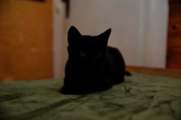 Katzenkind SALEM sucht sein Zuhause!