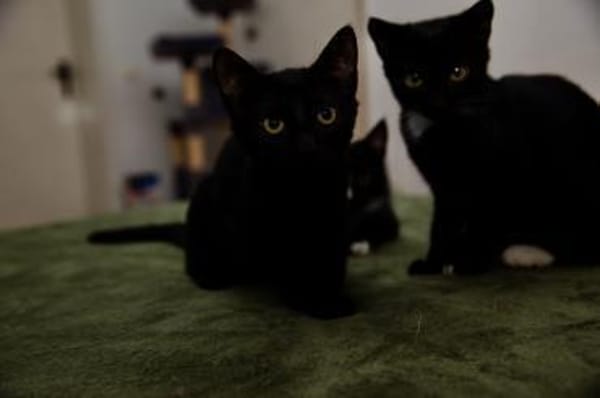 Katzenkind SALEM sucht sein Zuhause!