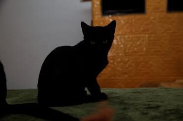 Katzenkind SALEM sucht sein Zuhause!