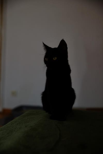 Katzenkind SALEM sucht sein Zuhause!