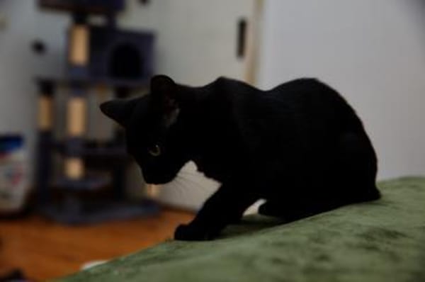 Katzenkind SALEM sucht sein Zuhause!