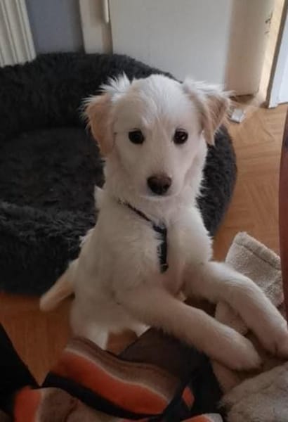 Ava Schneeengel sucht Familie