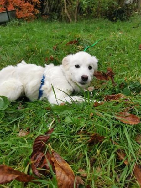 Ava Schneeengel sucht Familie