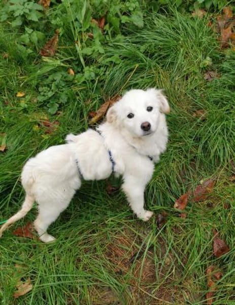 Ava Schneeengel sucht Familie