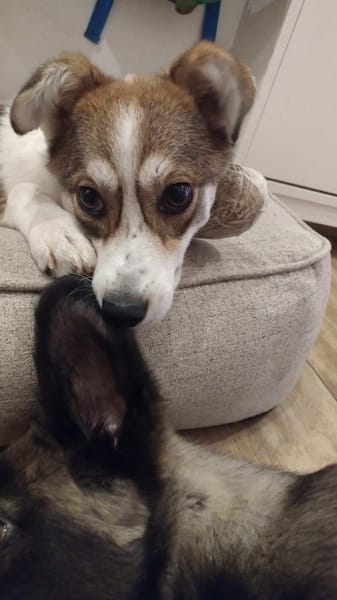 CARISA -sanft & menschenbezogen-