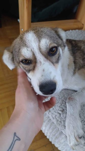 CARISA -sanft & menschenbezogen-