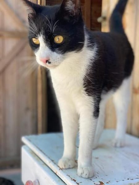 Schmusebär Athur sucht Zuhause!