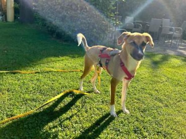 MARJORIE -liebe und verschmuste Seele-