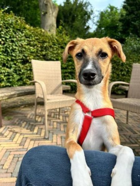 MARJORIE -liebe und verschmuste Seele-