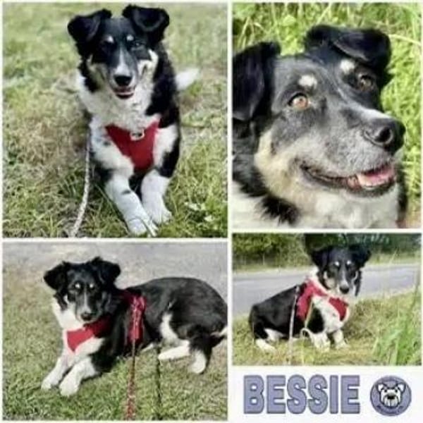 BESSIE -liebevoll, witzig & verspielt-