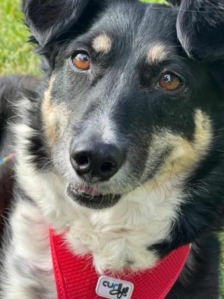 BESSIE -liebevoll, witzig & verspielt-