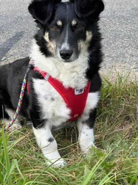 BESSIE -liebevoll, witzig & verspielt-