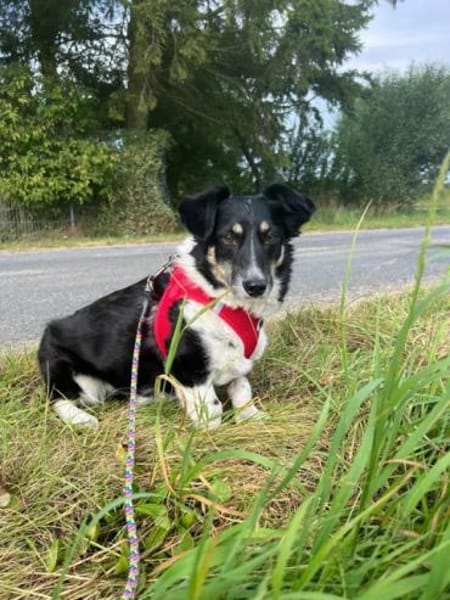 BESSIE -liebevoll, witzig & verspielt-