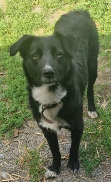 FELIX sucht seine Menschen